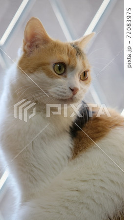 窓際の猫 72083975