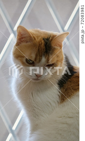 下方向を見る猫 72083981