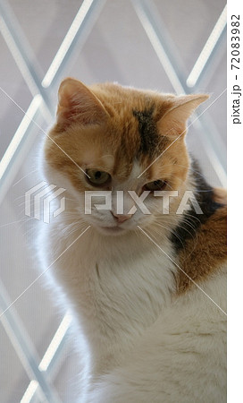 うつむく猫 72083982