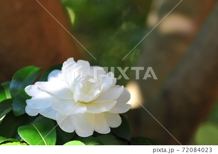 八重咲の1輪の椿　　陽だまりに咲く可憐な椿　　 72084023