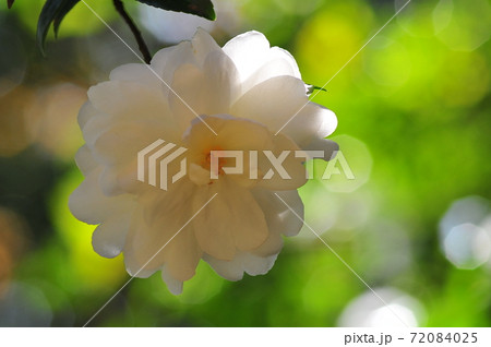 八重咲の1輪の椿　　陽だまりに咲く可憐な椿　　 72084025