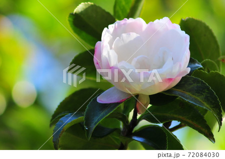 八重咲の1輪の椿 陽だまりに咲く可憐な椿 八重咲の1輪の椿 陽だまりに咲く可憐な椿 72084030