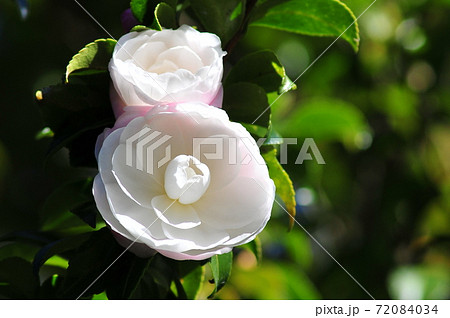 八重咲の2輪の椿 陽だまりに咲く可憐な椿 八重咲の2輪の椿 陽だまりに咲く可憐な椿 72084034