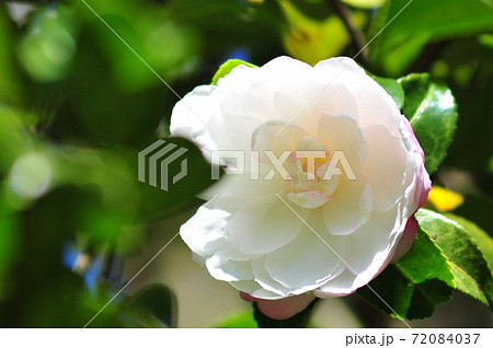 八重咲の1輪の椿 陽だまりに咲く可憐な椿 八重咲の1輪の椿 陽だまりに咲く可憐な椿 72084037