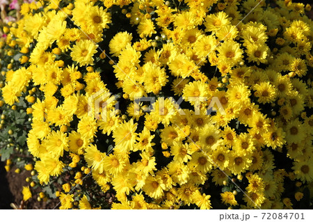 秋の花壇に咲くポットマムの黄色い花 72084701
