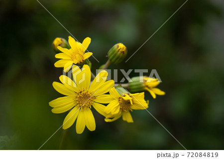 庭に咲くツワブキの花 72084819