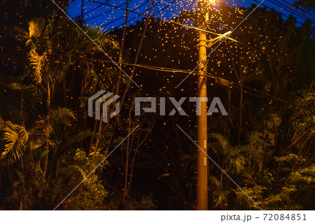 街灯に群がるイエシロアリ（羽アリ） 72084851