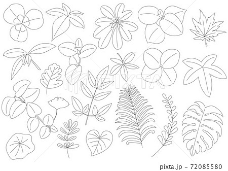 リーフ・植物の線画セット ベクター素材のイラスト素材 [72085580] - PIXTA