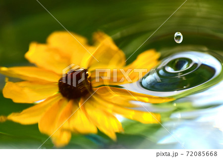 水滴と花のハーモニー 72085668