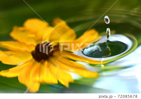 水滴と花のハーモニーのイラスト素材