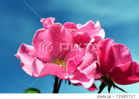可憐な一重咲きの薔薇の花 青空 花イメージ素材の写真素材
