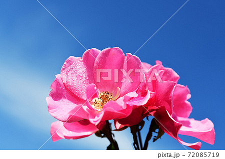 可憐な一重咲きの薔薇の花 青空 花イメージ素材の写真素材