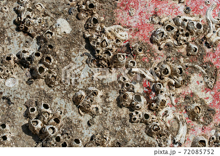 浮標についたフジツボ 72085752