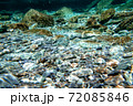 高知県　仁淀川町　安居渓谷　水中 72085846