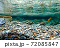 高知県　仁淀川町　安居渓谷　水中 72085847