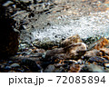 高知県　仁淀川町　安居渓谷　水中 72085894