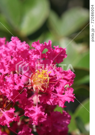 百日紅(サルスベリ)の花 百日紅(サルスベリ)の花 72086004