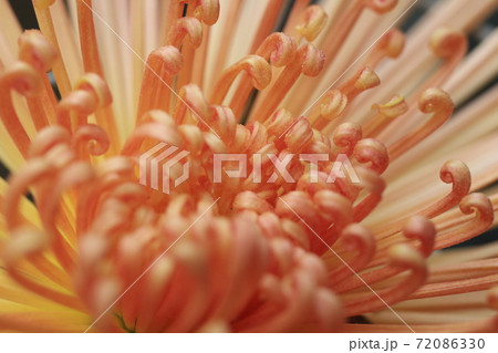 管ものの秋菊の花 管ものの秋菊の花 72086330