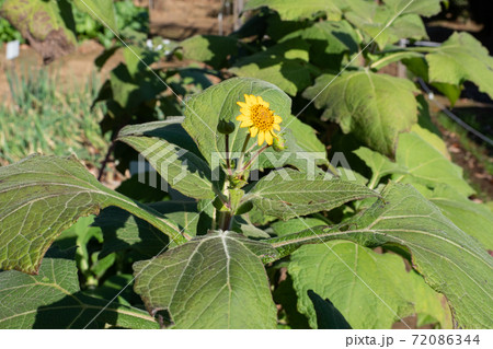 秋のヤーコンの花 72086344