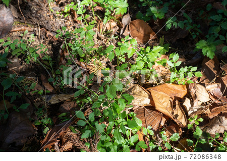 秋のセリ 72086348