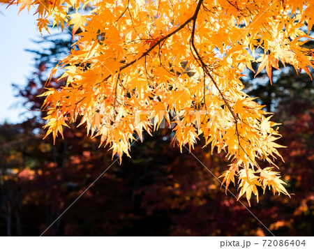 美しい軽井沢雲場池の景色　鮮やかな紅葉と青空 72086404