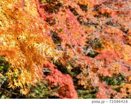 美しい軽井沢雲場池の景色　鮮やかな紅葉と青空 72086428