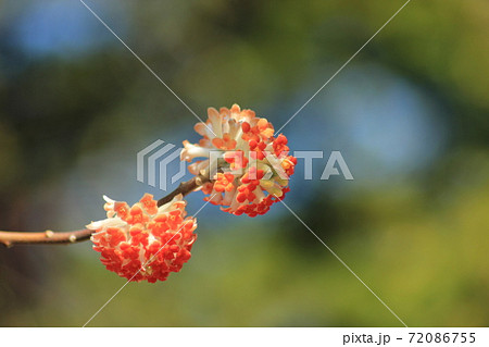 紅花のミツマタ 紅花のミツマタ 72086755