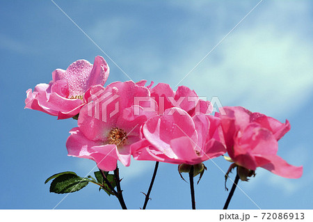 可憐な一重咲きの薔薇の花 青空 花イメージ素材の写真素材
