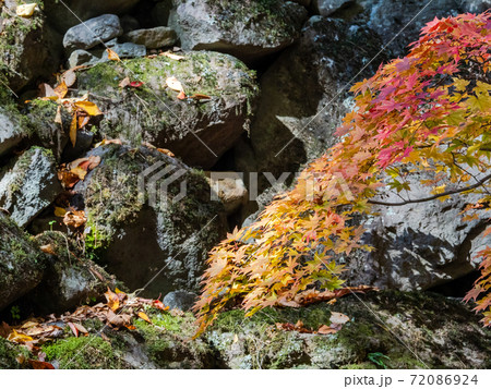 古い石垣と鮮やかな紅葉の景色 古い石垣と鮮やかな紅葉の景色 72086924
