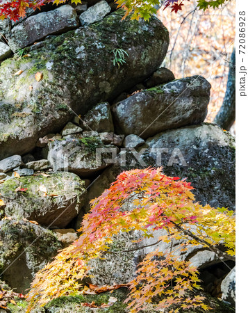 古い石垣と鮮やかな紅葉の景色 72086928