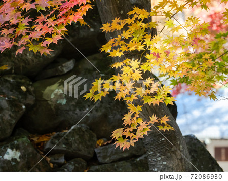 古い石垣と鮮やかな紅葉の景色 72086930