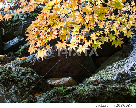 古い石垣と鮮やかな紅葉の景色 古い石垣と鮮やかな紅葉の景色 72086937
