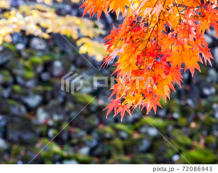 古い石垣と鮮やかな紅葉の景色 古い石垣と鮮やかな紅葉の景色 72086943
