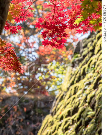 古い石垣と鮮やかな紅葉の景色 72086977