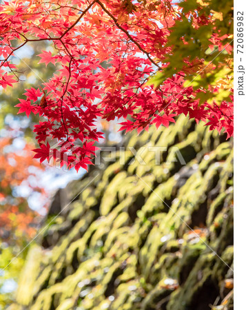 古い石垣と鮮やかな紅葉の景色 72086982