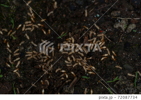 害虫　シロアリの幼虫 72087734