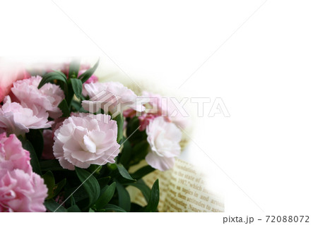 カーネーション カーネーション 72088072