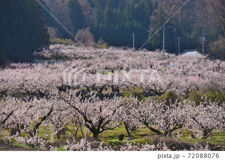 満開のあんずの花 72088076