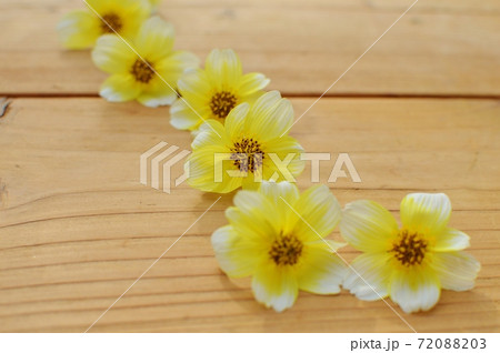 ウィンターコスモスの花を並べる ウィンターコスモスの花を並べる 72088203