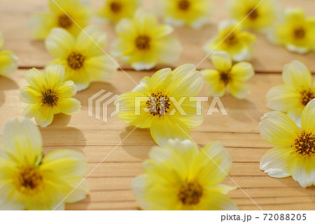 ウィンターコスモスの花を並べる ウィンターコスモスの花を並べる 72088205