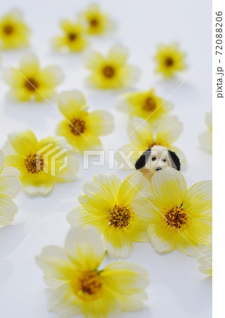 ウィンターコスモスの花と小さいフェルトの犬 ウィンターコスモスの花と小さいフェルトの犬 72088206