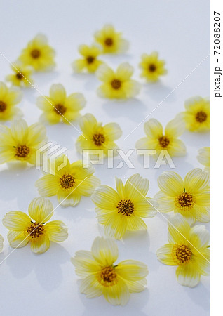 ウィンターコスモスの花を並べる ウィンターコスモスの花を並べる 72088207