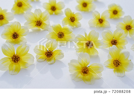 ウィンターコスモスの花を並べる　　　　　　　　　 72088208