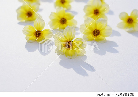ウィンターコスモスの花を並べる ウィンターコスモスの花を並べる 72088209