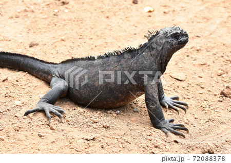 ウミイグアナ ガラパゴス諸島 エクアドル の写真素材 7878