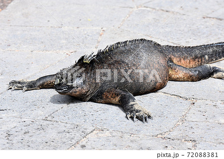 ウミイグアナ（ガラパゴス諸島、エクアドル） 72088381