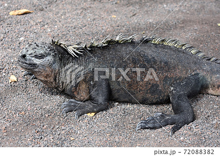 ウミイグアナ（ガラパゴス諸島、エクアドル） 72088382
