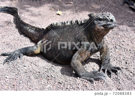 ウミイグアナ（ガラパゴス諸島、エクアドル） 72088383