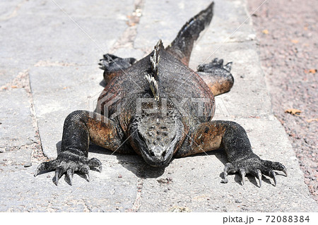 ウミイグアナ（ガラパゴス諸島、エクアドル） 72088384