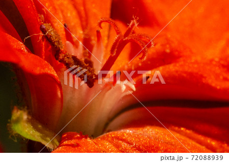 Pink color of flower petals Pelargonium zonale Willd, Macro photography of beautiful petals. 72088939